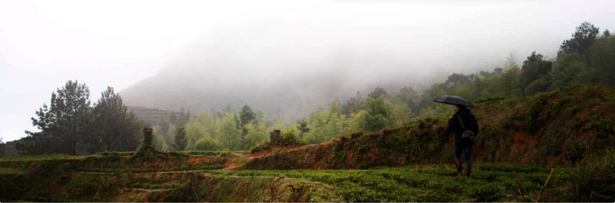 Stämningsbild te – handplockat sortiment