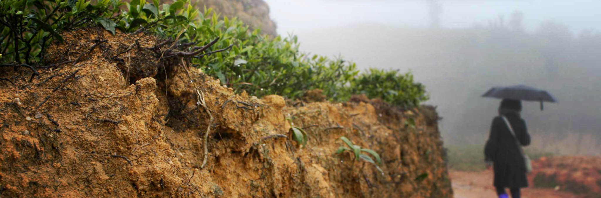 Premiumte för servering och grossist